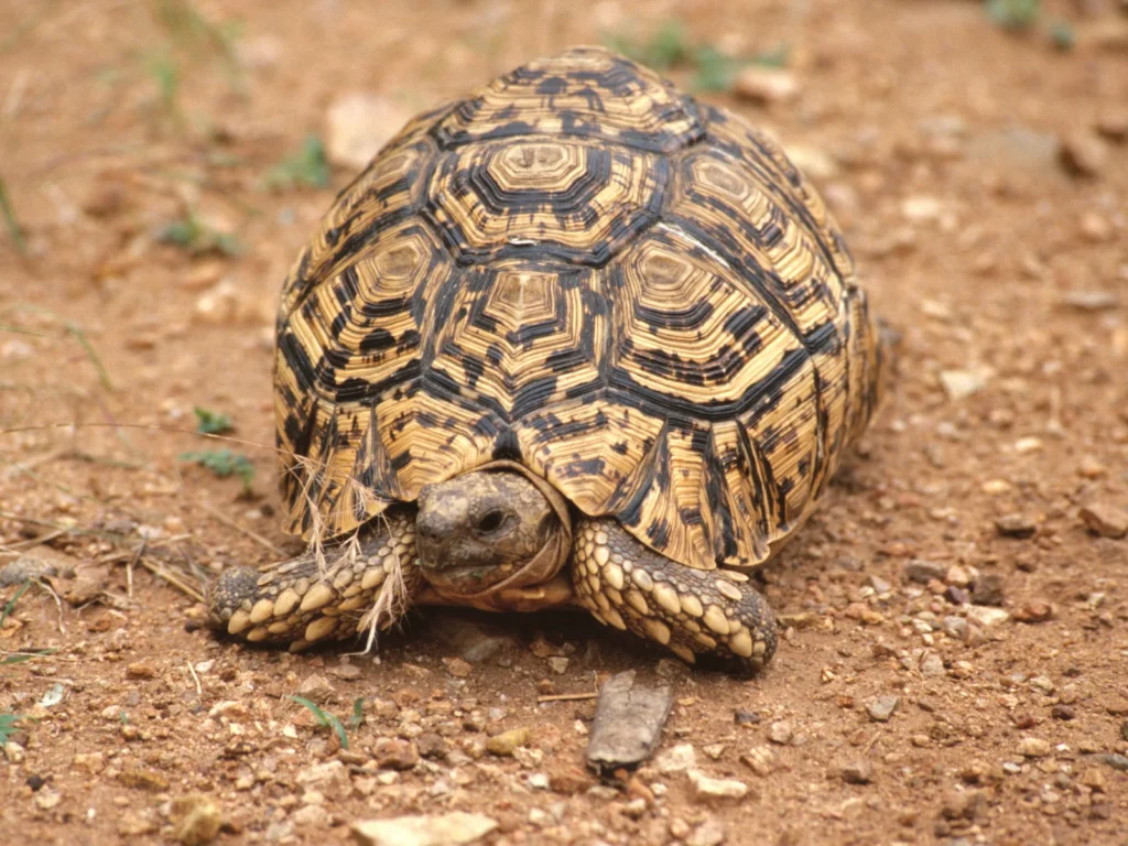 ヒョウモンリクガメは乾燥した環境が好き！適切な湿度は40〜50%