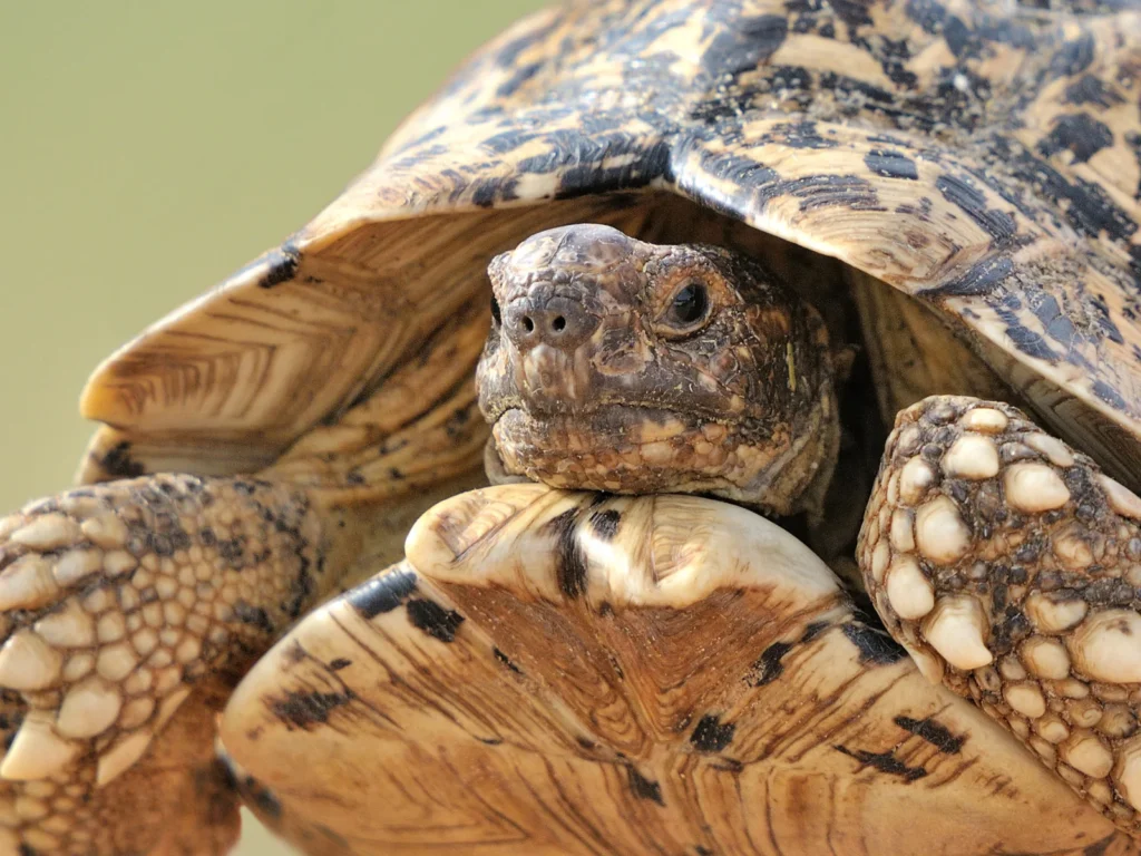 ヒョウモンリクガメのケージ内の湿度計測方法