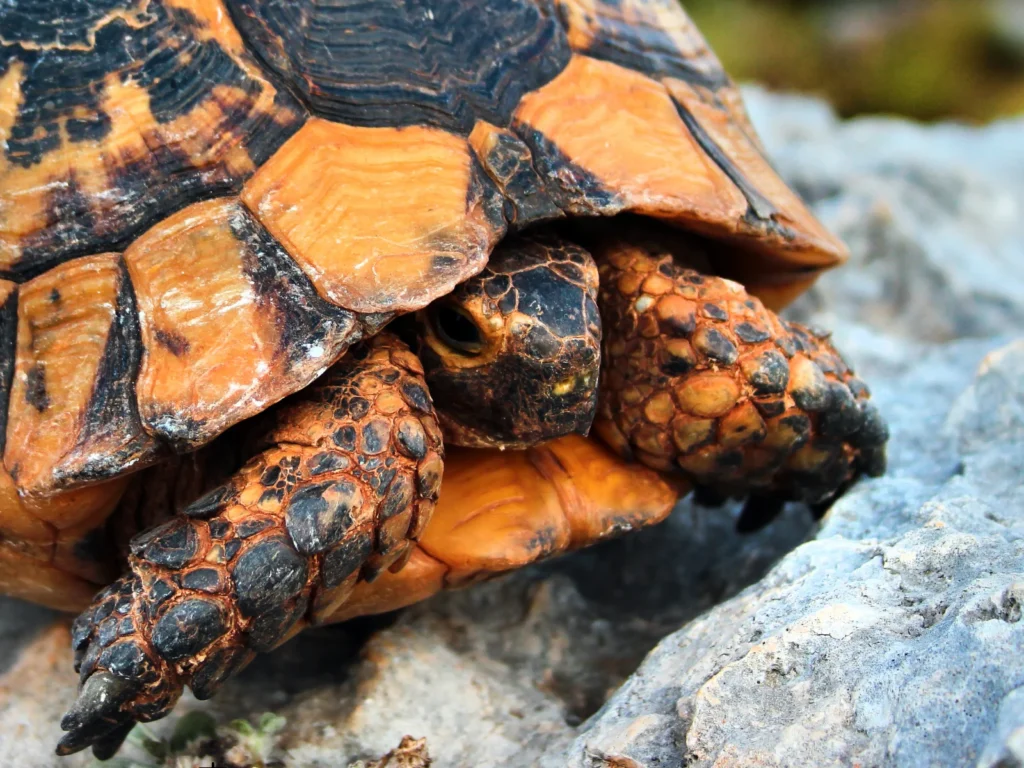 ギリシャリクガメは、多頭飼いできるの？