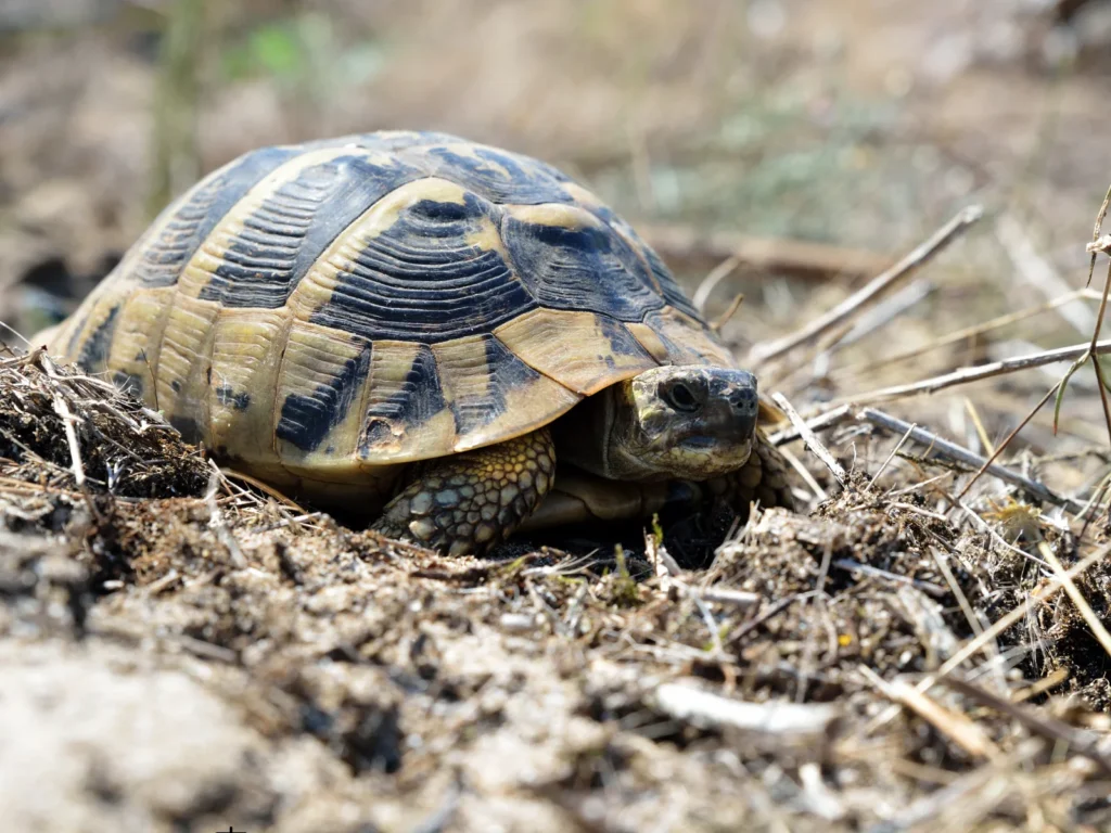 ギリシャリクガメと一緒に多頭飼いできる種類