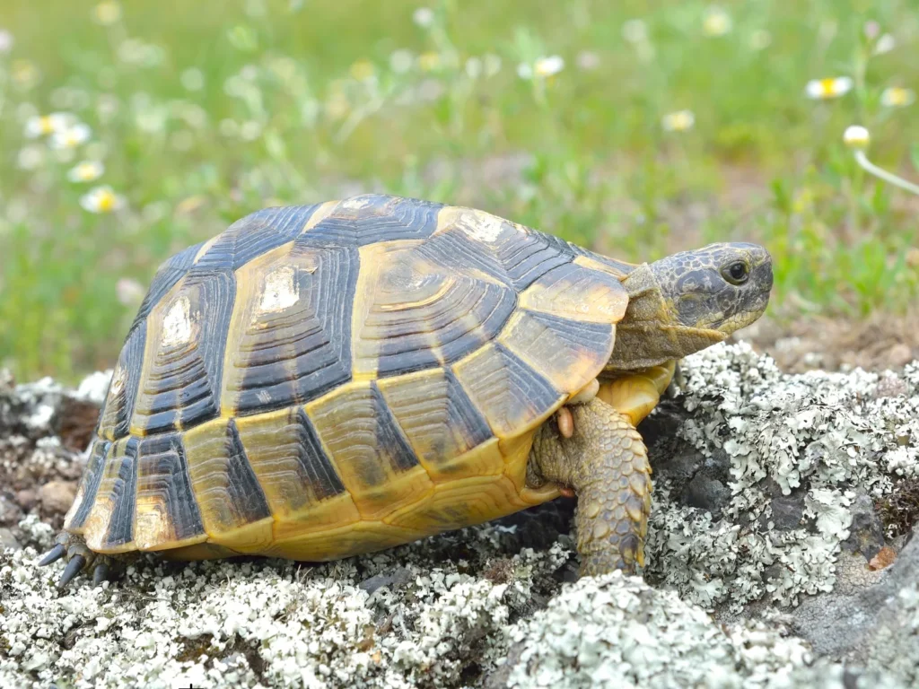 ギリシャリクガメの多頭飼いを始めた後の注意点