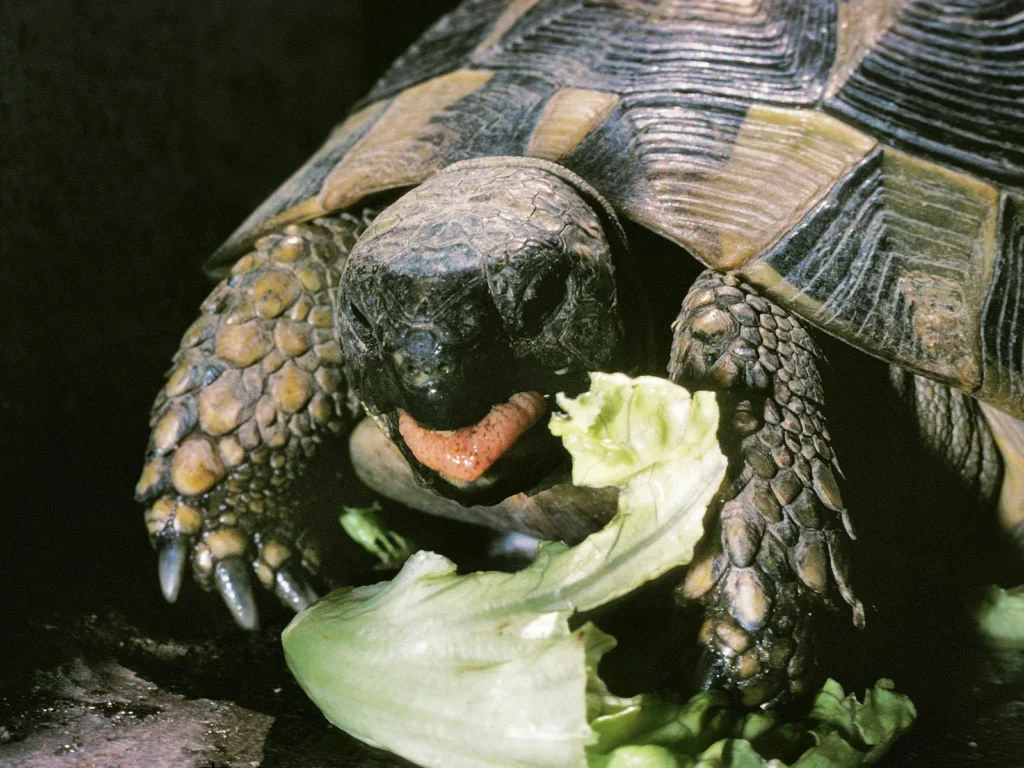 ギリシャリクガメの多頭飼いを始める前の注意点