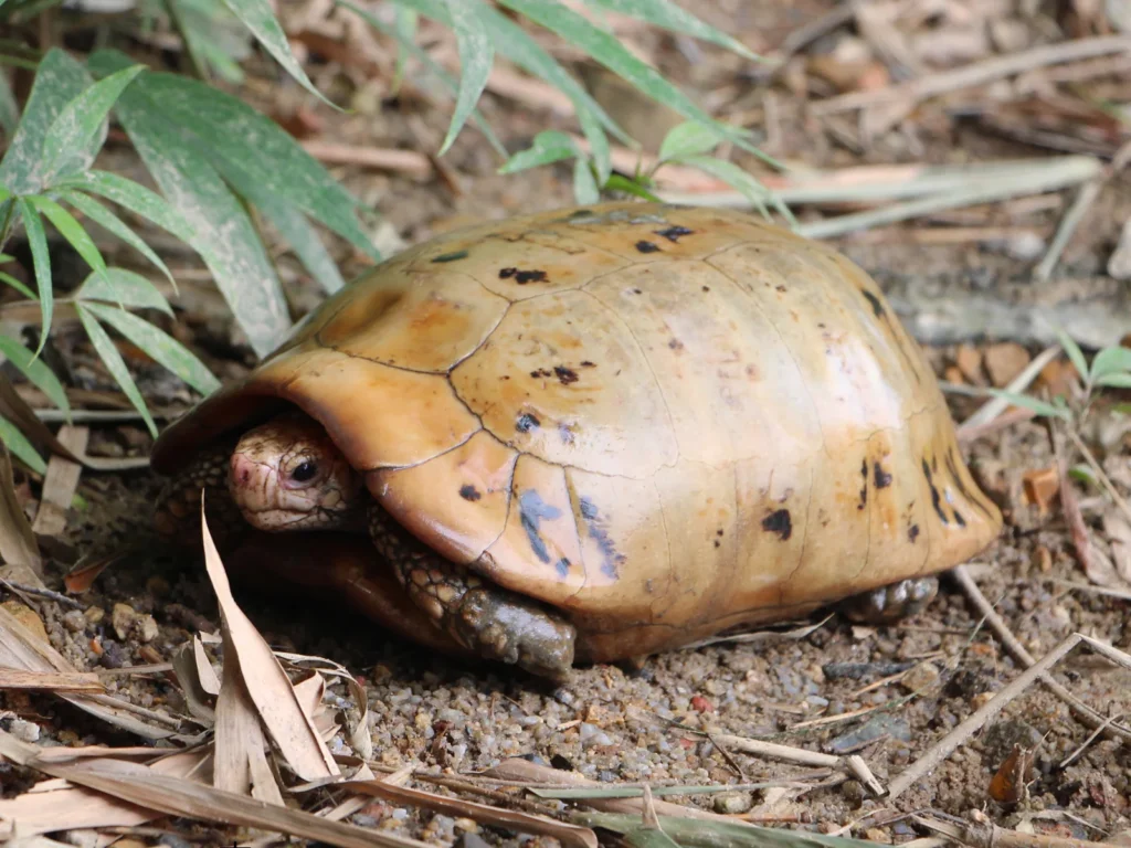 ギリシャリクガメとの多頭飼いに向かない種類