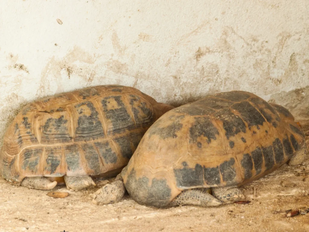 ヘルマンリクガメの多頭飼いを始めた後の注意点