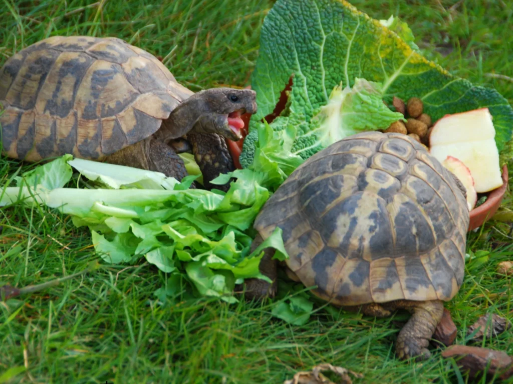 ヘルマンリクガメは、多頭飼いできるの？