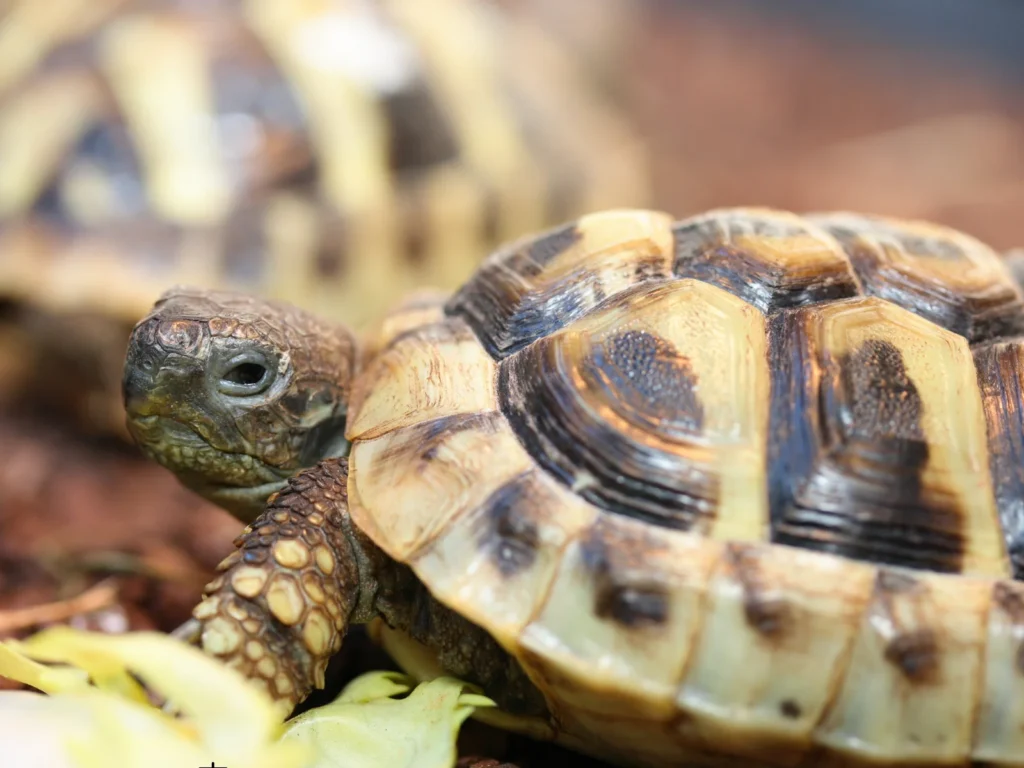 ヘルマンリクガメの多頭飼いケージレイアウト