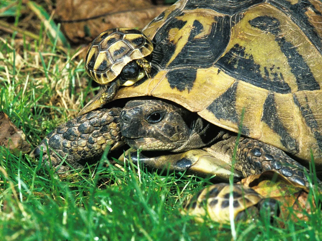 ヘルマンリクガメの多頭飼いを始める前の注意点