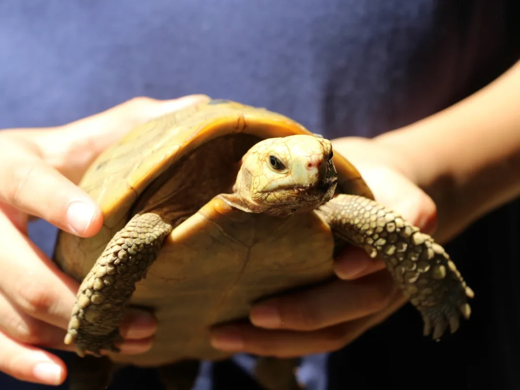 ヘルマンリクガメとの多頭飼いに向かない種類