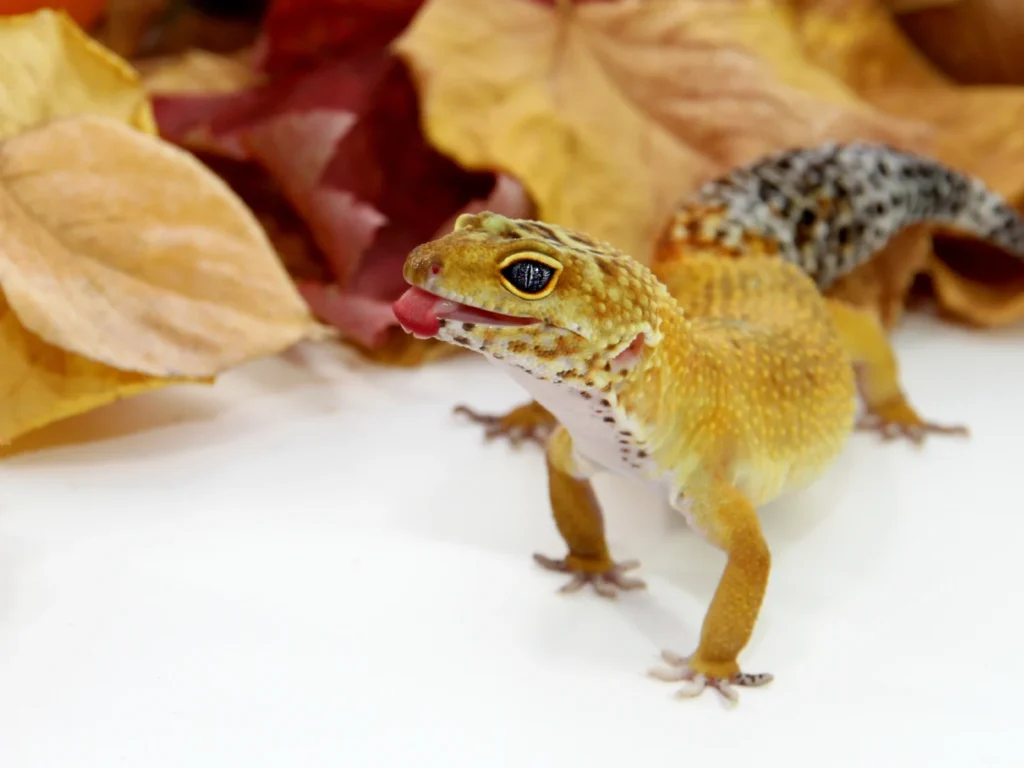 生後2ヶ月のレオパの適切な餌の量と頻度