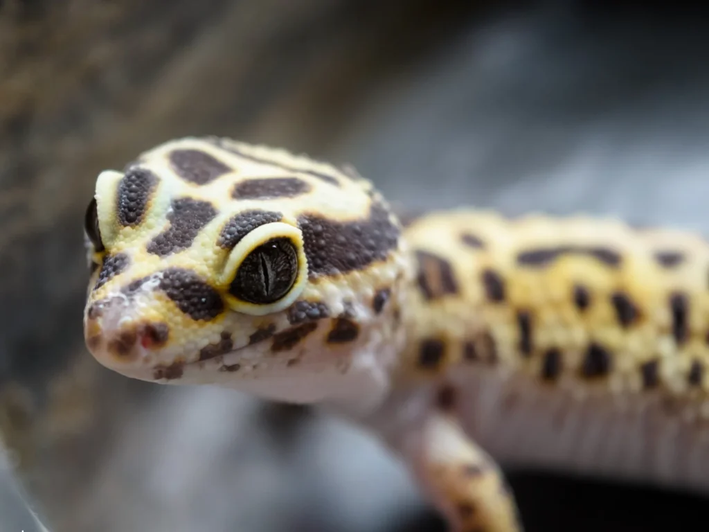 生後6ヶ月のレオパの適切な餌の量と頻度