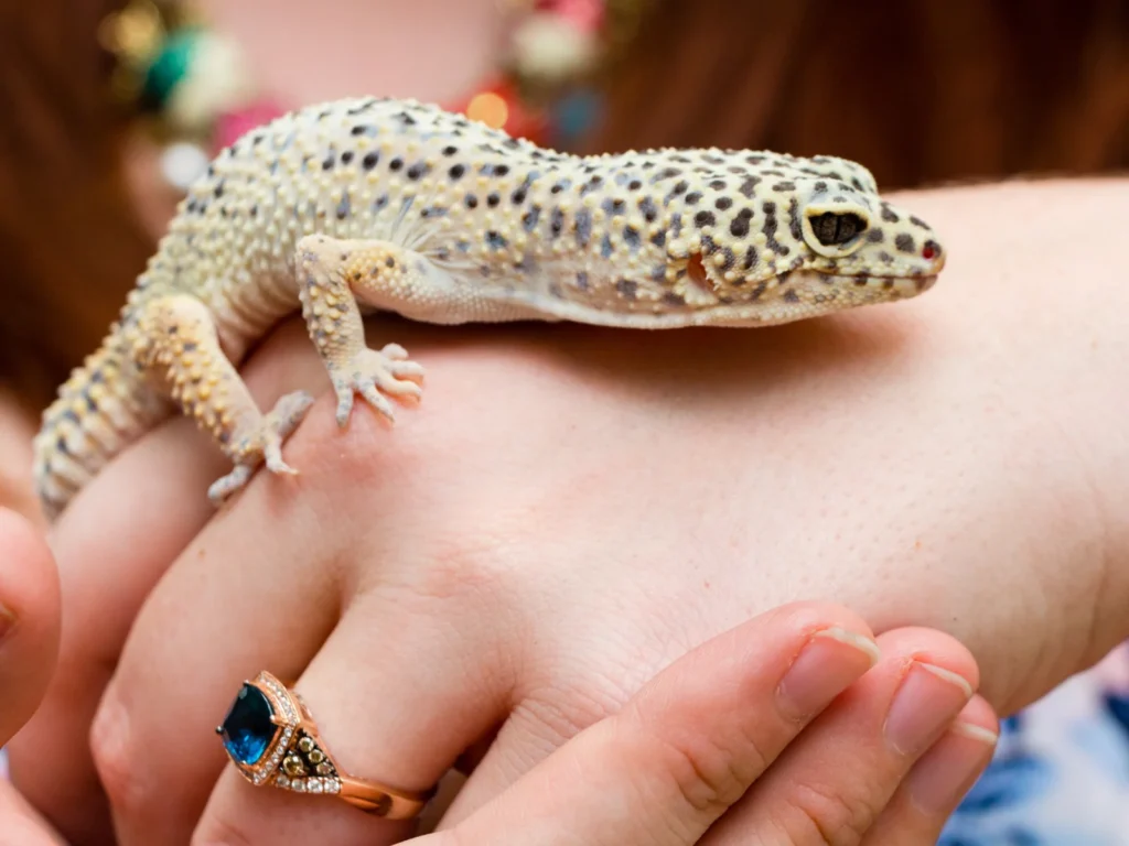 レオパの飼育がつまらないと感じる理由