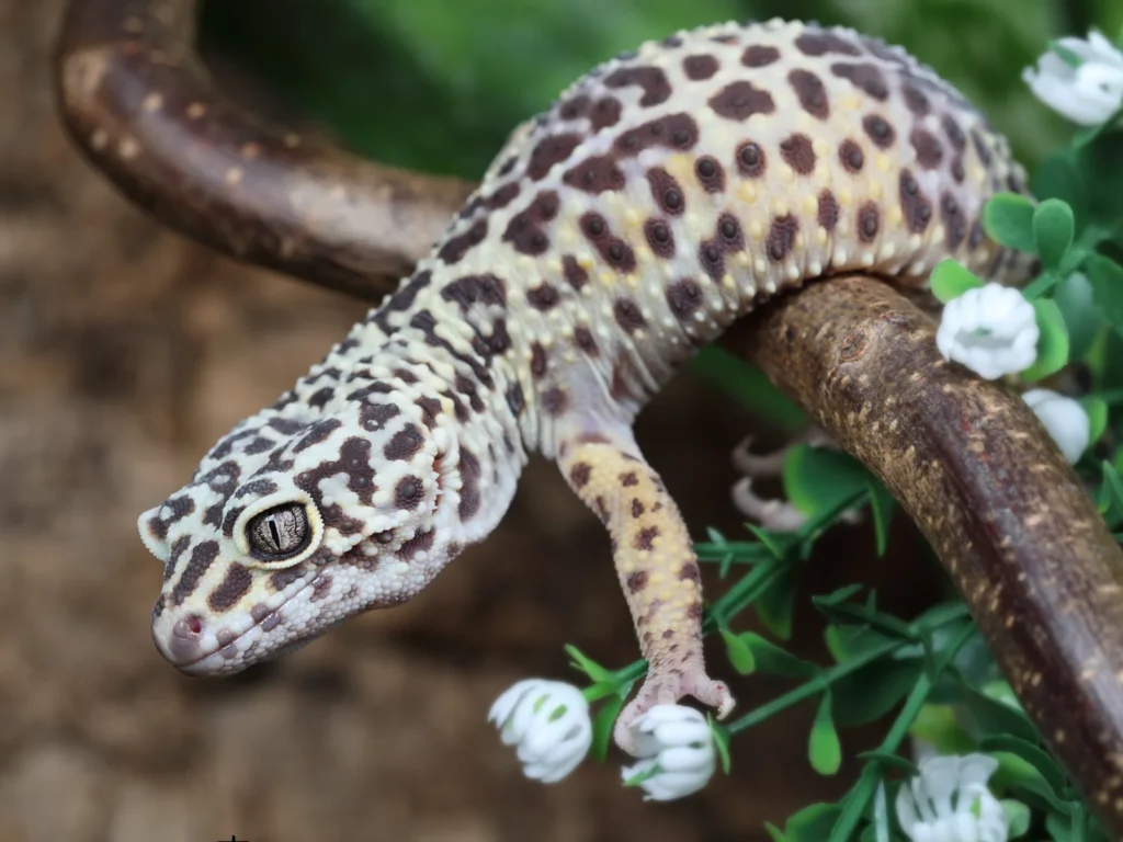 レオパの飼育に流木を設置するデメリット