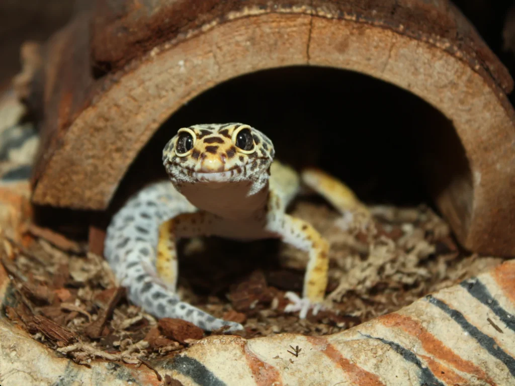 補足：慣れなくてもレオパの飼育は楽しめる