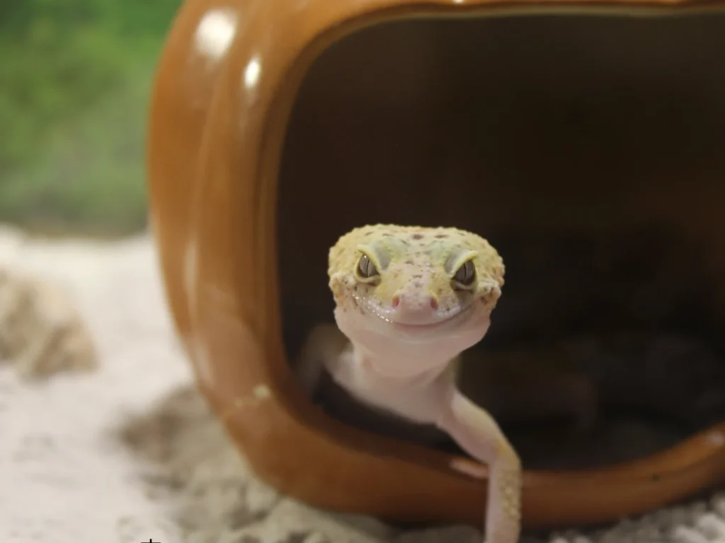 餌をあげてもレオパがシェルターから出てこない原因