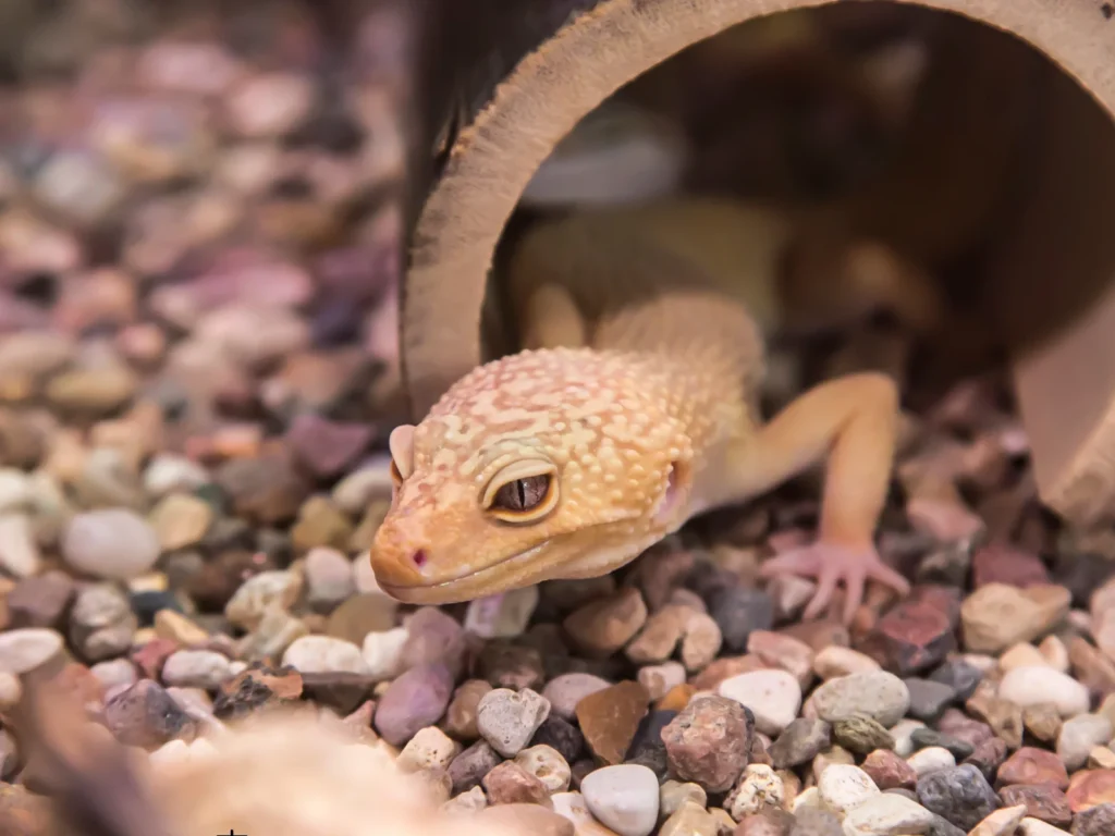 レオパの飼育に遊び場を設置する7つのメリット