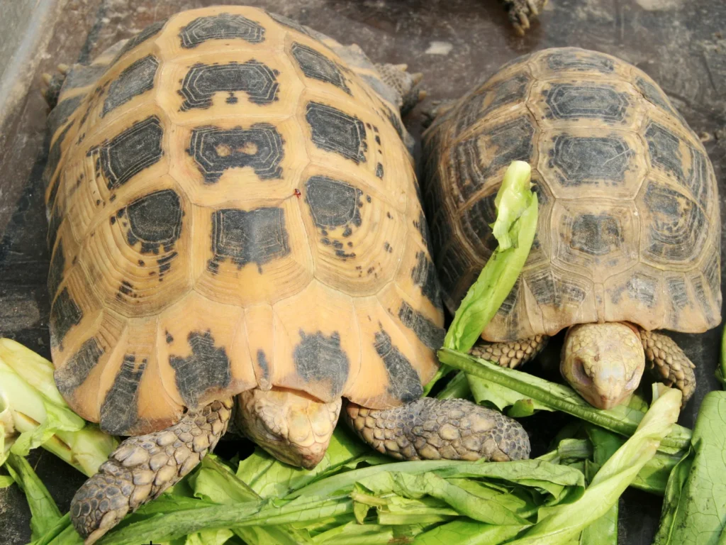 リクガメの多頭飼いとは？