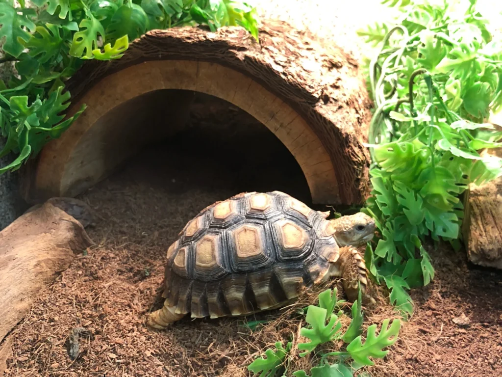 プロがおすすめしないリクガメシェルターとは