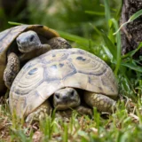 ギリシャリクガメの多頭飼いガイド【多頭飼育向けのおすすめ商品】