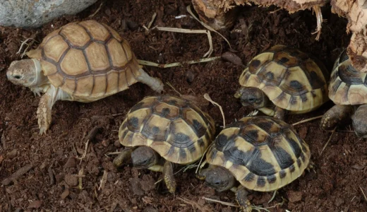 ヘルマンリクガメの多頭飼いガイド【多頭飼育向けのおすすめ商品】