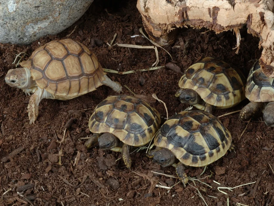 ヘルマンリクガメの多頭飼いガイド【多頭飼育向けのおすすめ商品】