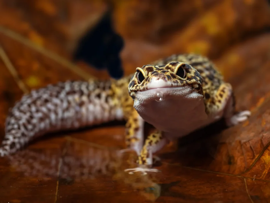 生後4ヶ月のレオパの平均体重と餌の量【ヤングの仲間入り】