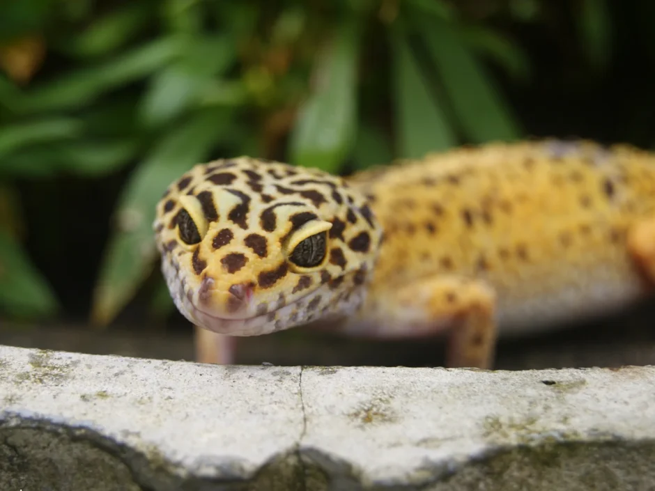 生後5ヶ月のレオパの平均体重と餌の量【まだまだ成長期】