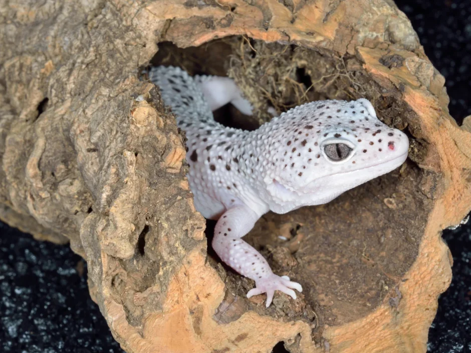 【緊急】レオパを飼い始めたがシェルターから出てこない原因【初心者向け】