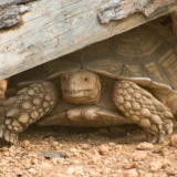 リクガメシェルターのサイズ選び【基準の大きさをプロが教える】